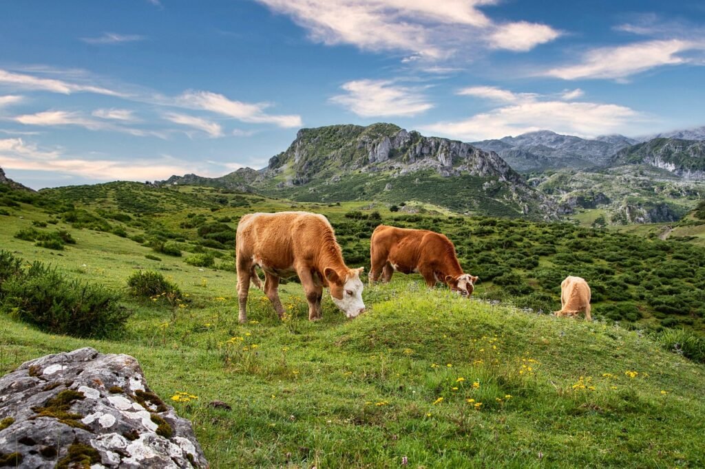 Pilar Alberola Candasnos cows, mountain, pasture, clouds, nature, outdoors, species, fauna, cows, cows, cows, cows, cows, pasture, pasture