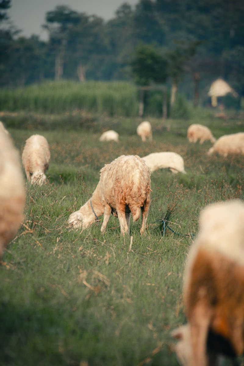 Pilar Alberola Historia Candasnos a group of sheep grazing